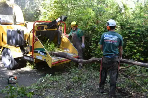 tree services Goldenrod